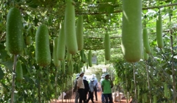 Nâng cao năng suất chất lượng nhờ ứng dụng công nghệ sinh học